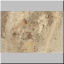 Philanthus triangulum - Bienenwolf w38e Nestaushub - Sandgrube OS-Wallenhorst.jpg